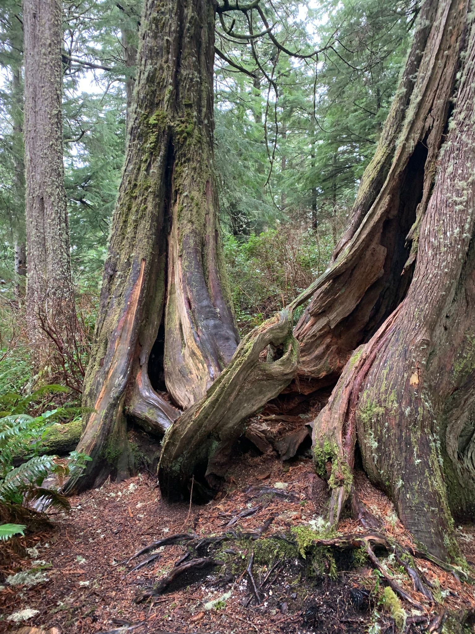 Cape Flattery
